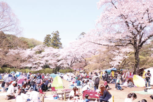 ４位：清水公園【千葉県】