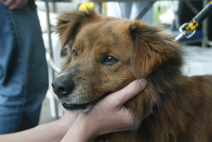 長生きして欲しいわが家の愛犬 プロが教える シニア犬介護 ４つのポイント サライ Jp 小学館の雑誌 サライ 公式サイト