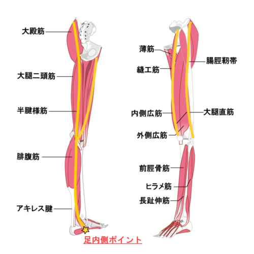 【足内側ポイント】の筋肉・筋膜