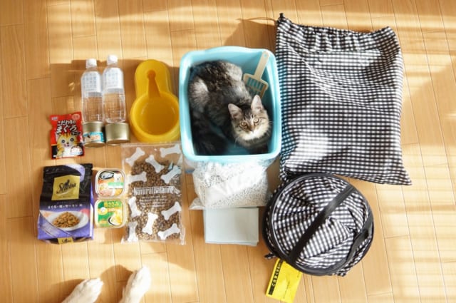 災害時 愛猫さんをどう守る 猫を飼うなら知っておくべき事前の準備と訓練 サライ Jp 小学館の雑誌 サライ 公式サイト