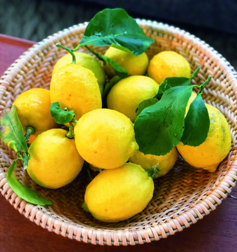 葉山の庭で育った無農薬レモン。実がなっても長い間、木につけたままなので、収穫するときには、大きく育ち過ぎてしまっている気もしますが、香りも風味も最高です。