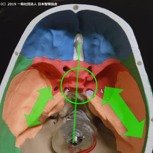 頭蓋骨の断面（水平面）の俯瞰画像。ピンク色が蝶形骨。円内に視交叉（上核）が位置する。右の外側翼突筋の緊張が強いと蝶形骨に時計回りのベクトルが働く。