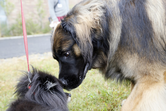 犬 と相手をののしり合った鎌倉武士の大ゲンカ サライ Jp 小学館の雑誌 サライ 公式サイト