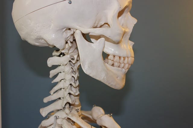食いしばり癖が強い人や片噛みをする人は要注意 アゴと頭蓋骨の危険な関係 サライ Jp 小学館の雑誌 サライ 公式サイト