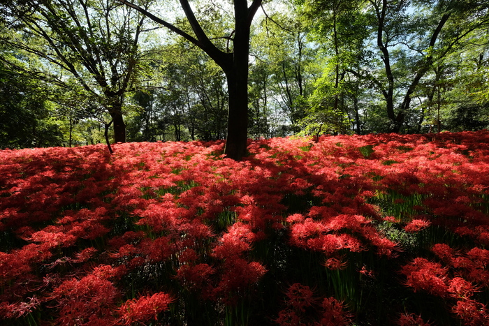 この世のものとは思えない 彼岸花咲く赤い森 巾着田を歩く サライ Jp 小学館の雑誌 サライ 公式サイト