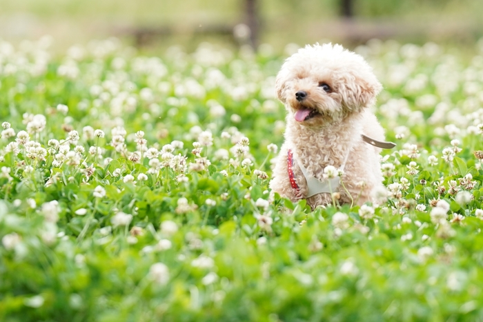 救ってくれたのは同じ悲しみを経験した犬仲間と今の愛犬 愛犬との別れ ペットロス体験記 サライ Jp 小学館の雑誌 サライ 公式サイト