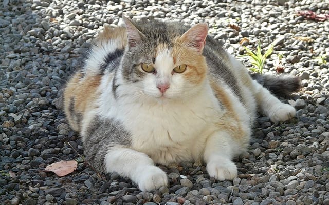 肥満の飼い猫を健康体に戻すダイエットのコツ｜『専門医に学ぶ 長生き猫ダイエット』
