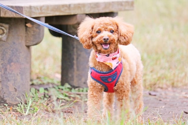 夫婦の距離 かわいい愛犬にケガをさせた粗暴な犬は お世話になっている上司宅のペット その１ サライ Jp 小学館の雑誌 サライ 公式サイト