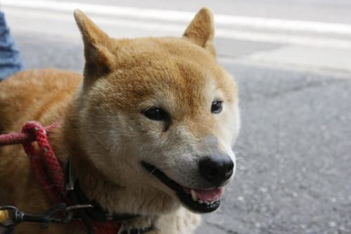 日本犬らしい姿をした犬