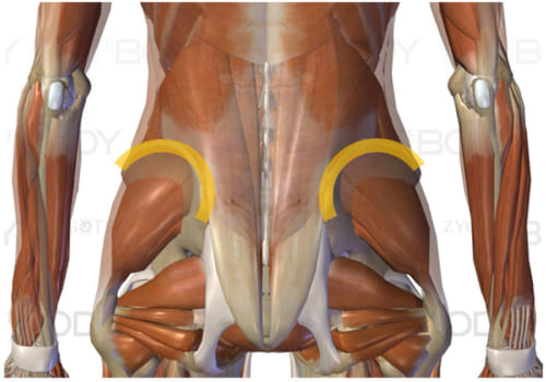 腰の部分を後ろから見た時の、筋肉の透視図