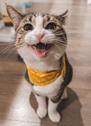 猫の笑顔は「伸びる」印象