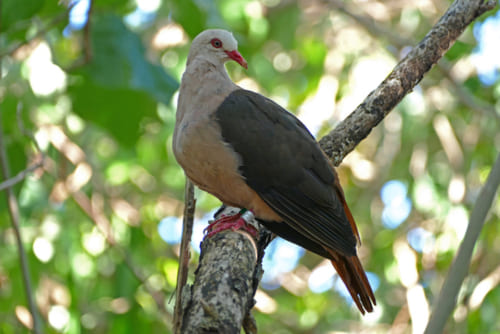 モモイロバトは薄桃色の体色、茶色の翼、幅の広い錆茶色の尾を持ち、樹木の花、葉、実を食べる美しい鳥 Pink pigeon1 by Emma Caton, Durrell Wildlife Conservation Trust. 