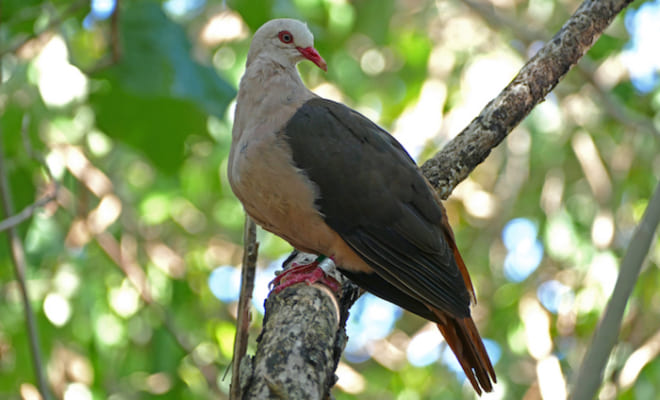 モモイロバトは薄桃色の体色、茶色の翼、幅の広い錆茶色の尾を持ち、樹木の花、葉、実を食べる美しい鳥 Pink pigeon1 by Emma Caton, Durrell Wildlife Conservation Trust.