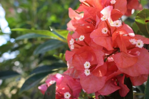 グアムの島花ブーゲンビリア