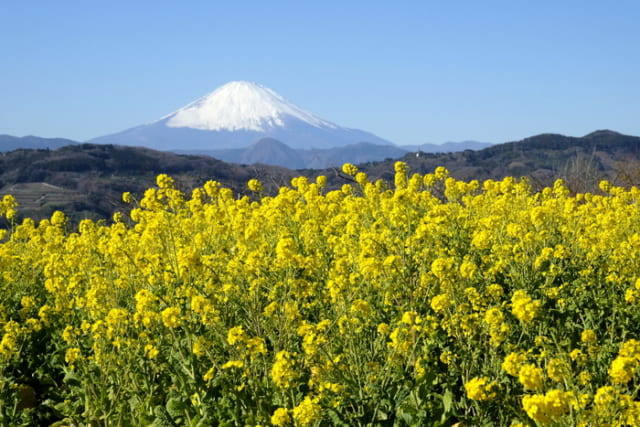 Jr東海道線二宮駅から歩いて行ける 湘南の絶景 菜の花満開の吾妻山から富士山を見る 神奈川県二宮町 サライ Jp 小学館の雑誌 サライ 公式サイト