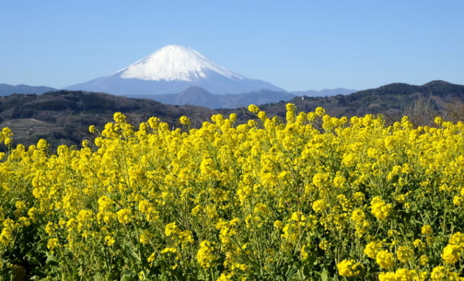 吾妻山の定番カット、菜の花と富士山