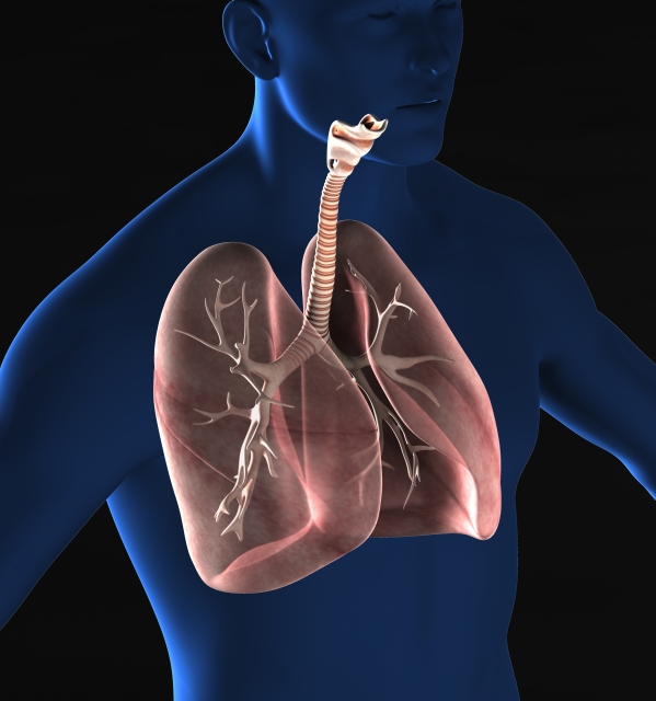 喫煙が原因で約530万人もの患者がいる Copd 慢性閉塞性肺疾患 の恐怖 サライ Jp 小学館の雑誌 サライ 公式サイト