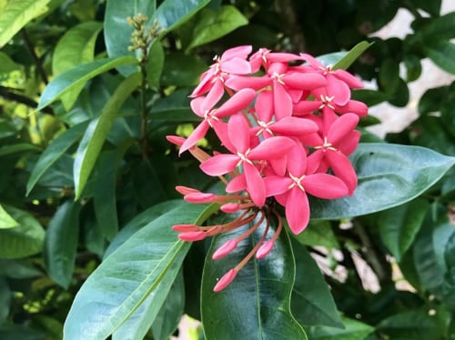熱帯花木のデュランタ（画像上）や原産国インドではシバ神に供える花だというイソクラ・コッキネア（画像下）など公園内には可憐な花々が咲いている