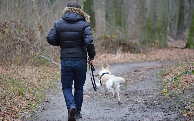 犬の散歩は犬のためだけに行うのではない。人の健康にも大きな効果。