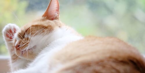 2020年 猫の寄生虫対策に関する最新調査