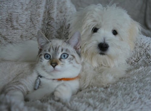 【緊急提言】ペットのコロナ対策、飼主さんへ3つのアドバイス