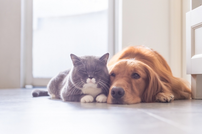 保険金請求が多い傷病ランキング 犬は 皮膚炎 猫は 下痢 が1位 サライ Jp 小学館の雑誌 サライ 公式サイト