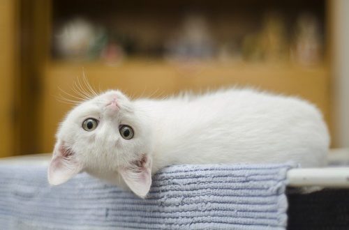 猫は飼い主をなぐさめてくれる 猫のヘンなしぐさやナゾの行動の意味 サライ Jp 小学館の雑誌 サライ 公式サイト
