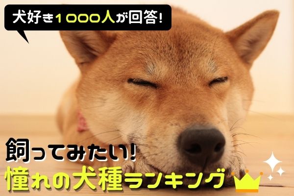 1 000人が選ぶ 愛犬家だと思う芸能人ランキングtop サライ Jp 小学館の雑誌 サライ 公式サイト