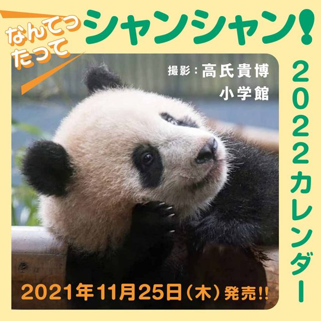 上野動物園で10年間、気まぐれなパンダを毎日撮影する写真家が選ぶ