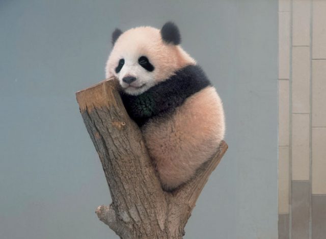 上野動物園で10年間 気まぐれなパンダを毎日撮影する写真家が選ぶ シャンシャン3枚のベストショット サライ Jp 小学館の雑誌 サライ 公式サイト