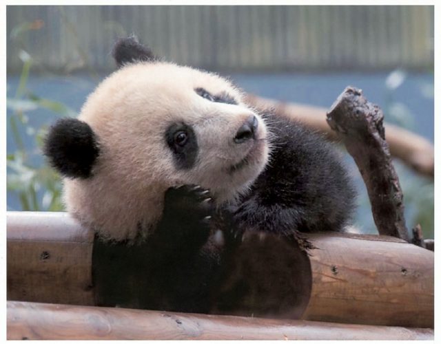 上野動物園で10年間、気まぐれなパンダを毎日撮影する写真家が選ぶ