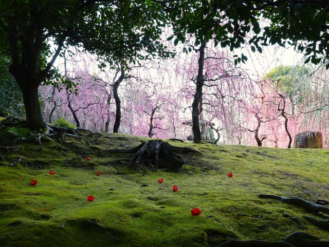「春の山」150本の枝垂れ梅と椿