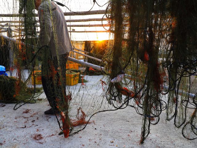 引き上げられた刺し網を「はぜかけの棒」に吊るし、掛かった魚や海老を外す作業風景