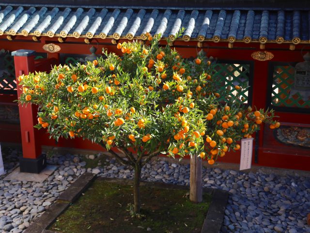 久能山東照宮の境内にある徳川家康ゆかりの小蜜柑の木