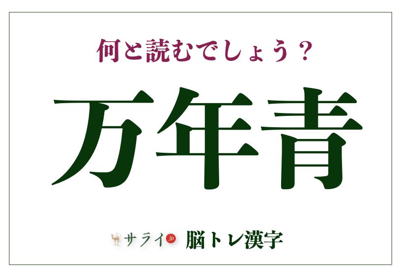 万年青