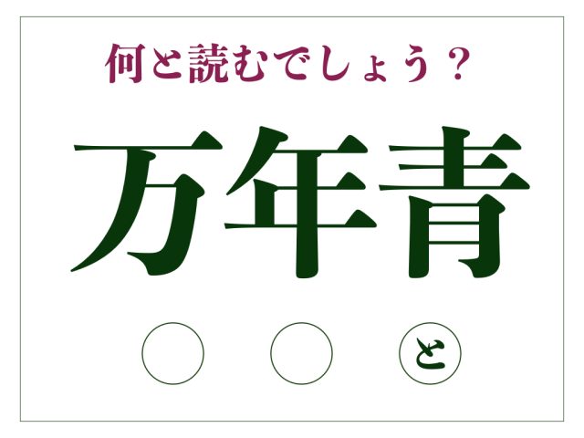 万年青