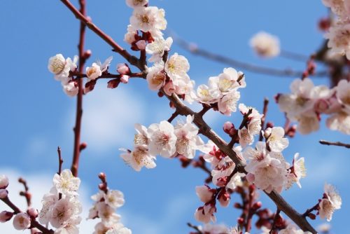 「東風」の読み方とは? 菅原道真の歌で有名な春の訪れを告げる風です【脳トレ漢字】 | サライ.jp|小学館の雑誌『サライ』公式サイト