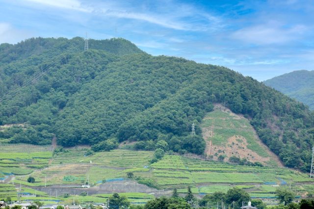 鳥居平