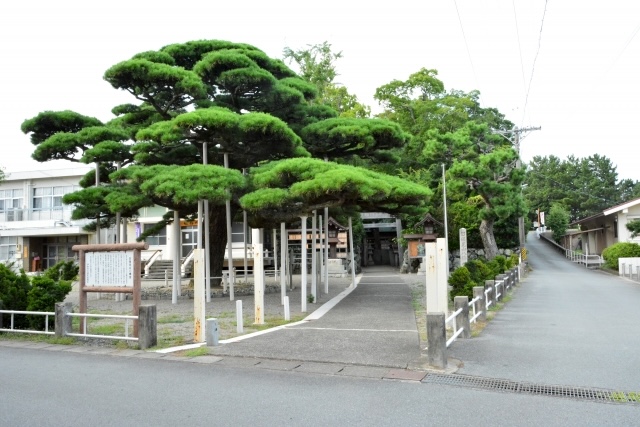 弥栄の松