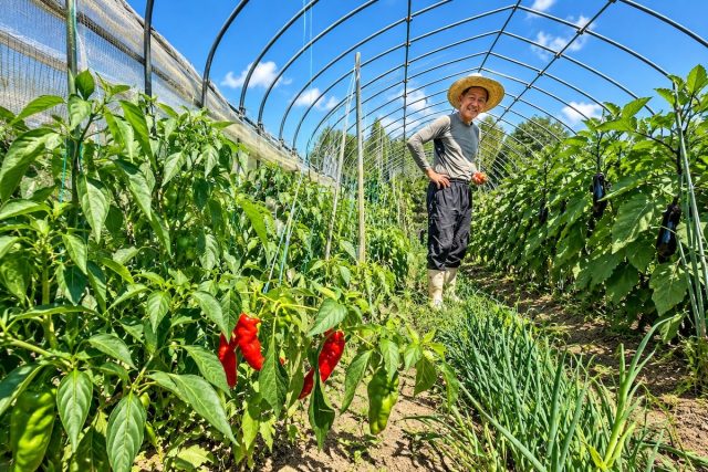 ビニールハウスではトマトや茄子を育てている。取材をしたときは今年最後のトマトの収穫だった。